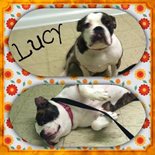 Lucy-Bulldog